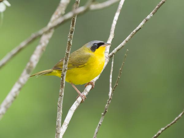 Zuidelijke maskerzanger (Geothlypis velata)